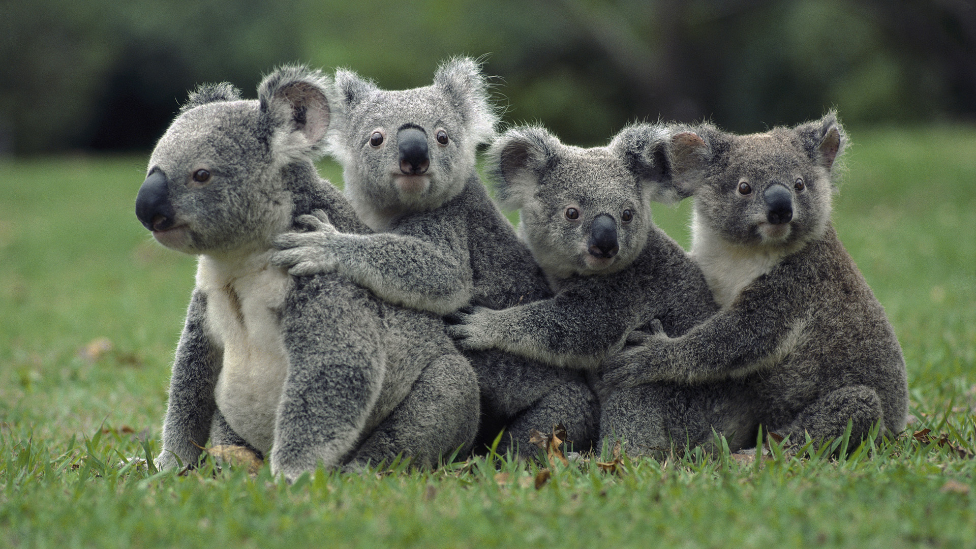 Koala Wallpaper Animals Nature Bear Grass