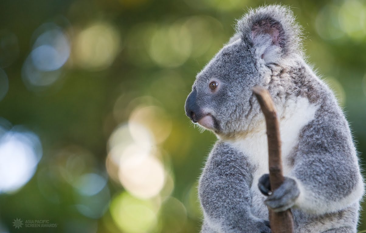 Koala Wallpaper Pets Cute And Docile