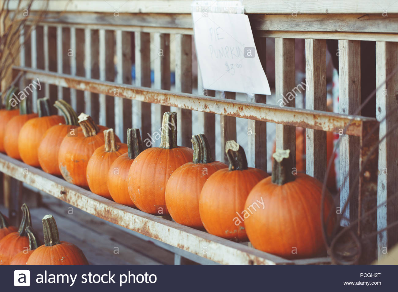 Fresh Harvest Farm Pumpkins On Shelf In Market Place Halloween