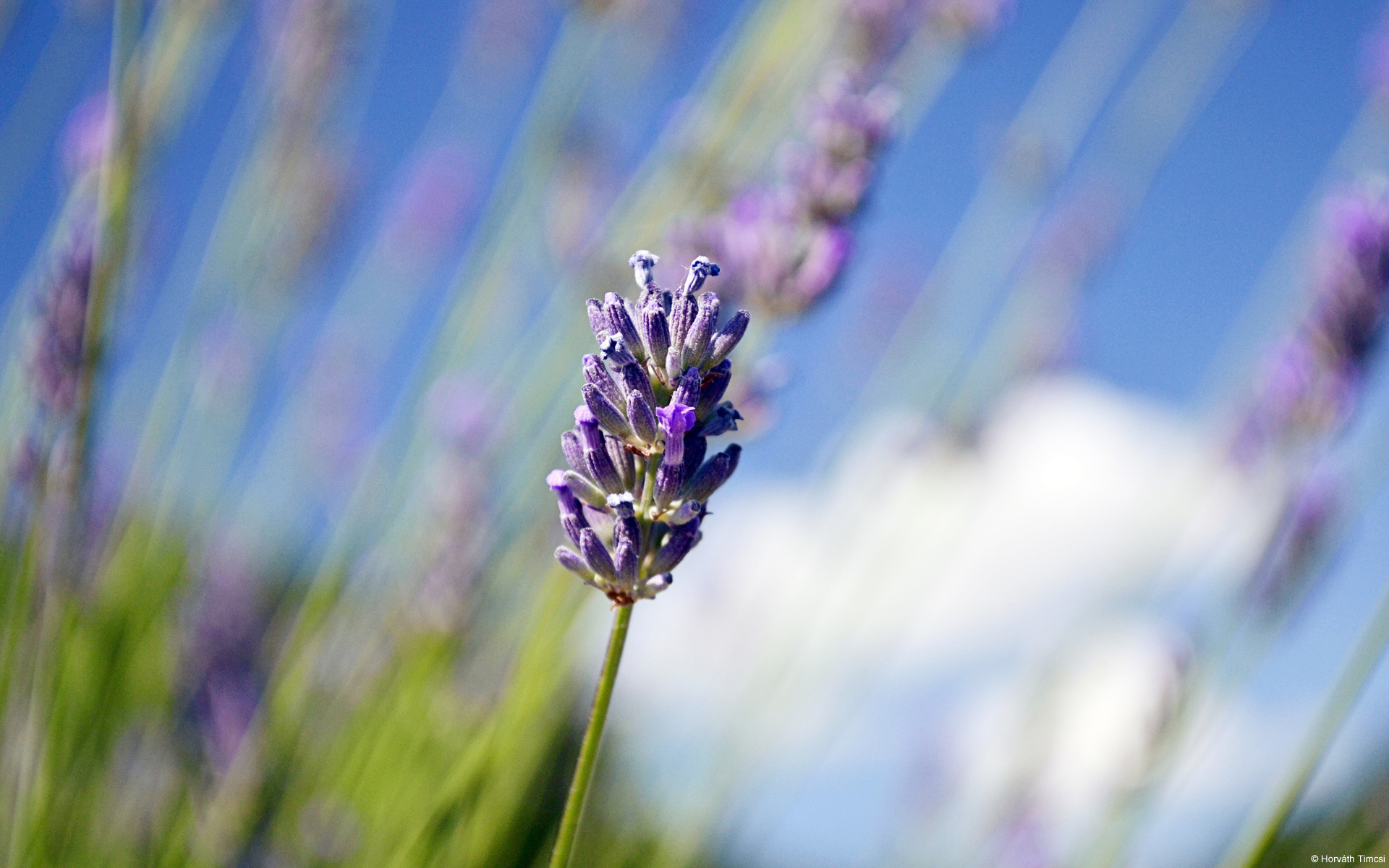 Lavender Wide Wallpaper