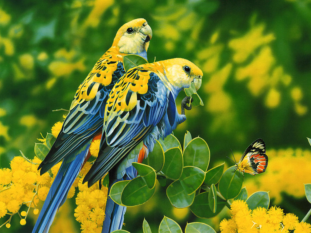  birds wallpapers backgrounds photos images and pictures for 1024x768