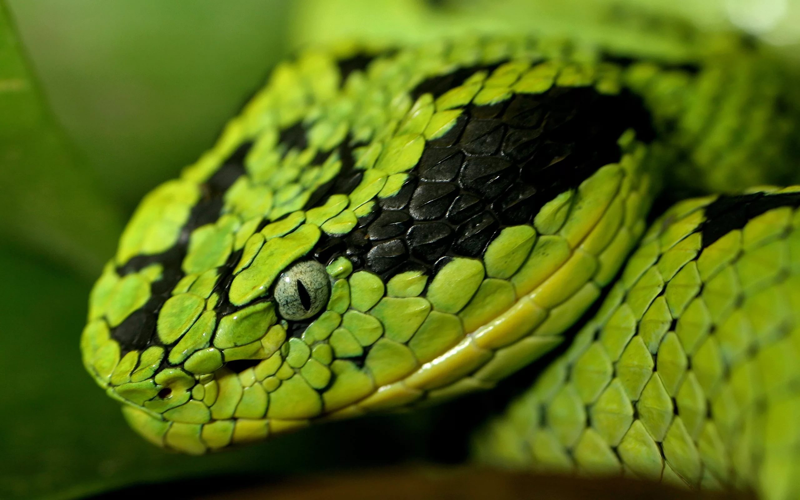 Grass Snake HD Background Wallpapers Unity Pixel