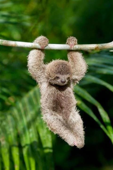 Baby Sloth So Cute