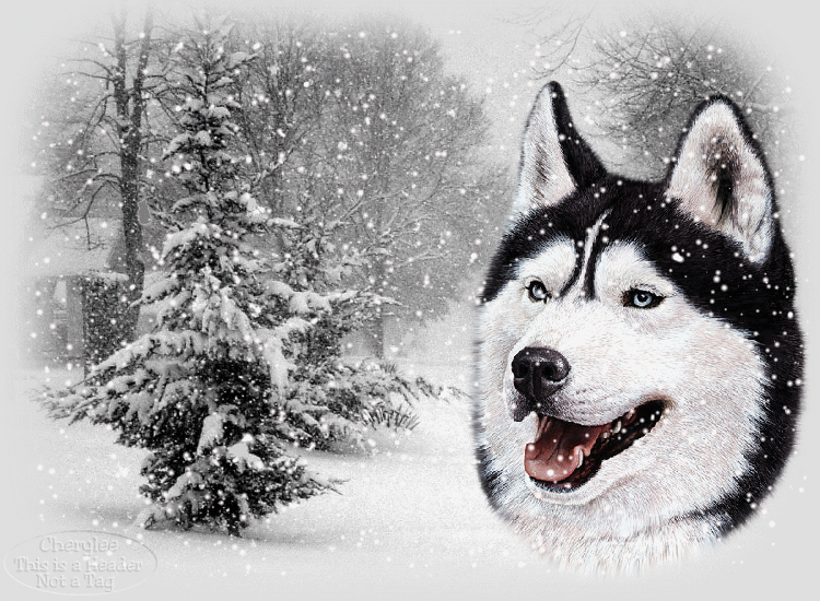 Wolf And Snow Scene Animated Click To See Fall Christmas Photo