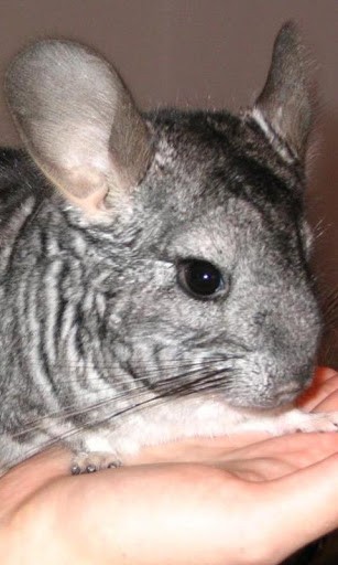 Chinchilla Wallpaper App For Android By Shadowthem