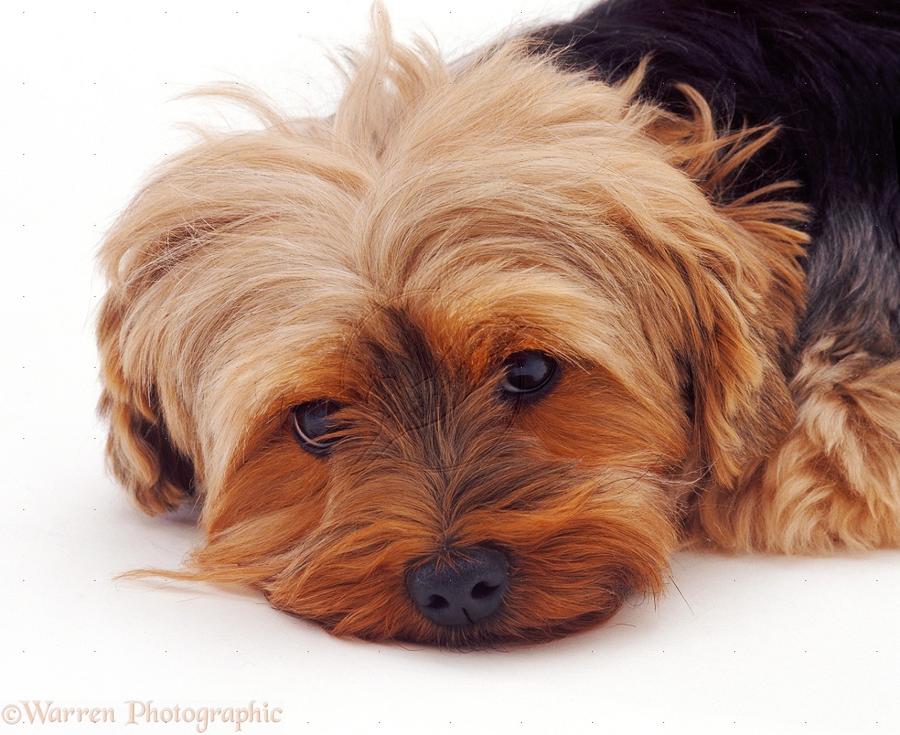 Pictures Yorkshire Terrier