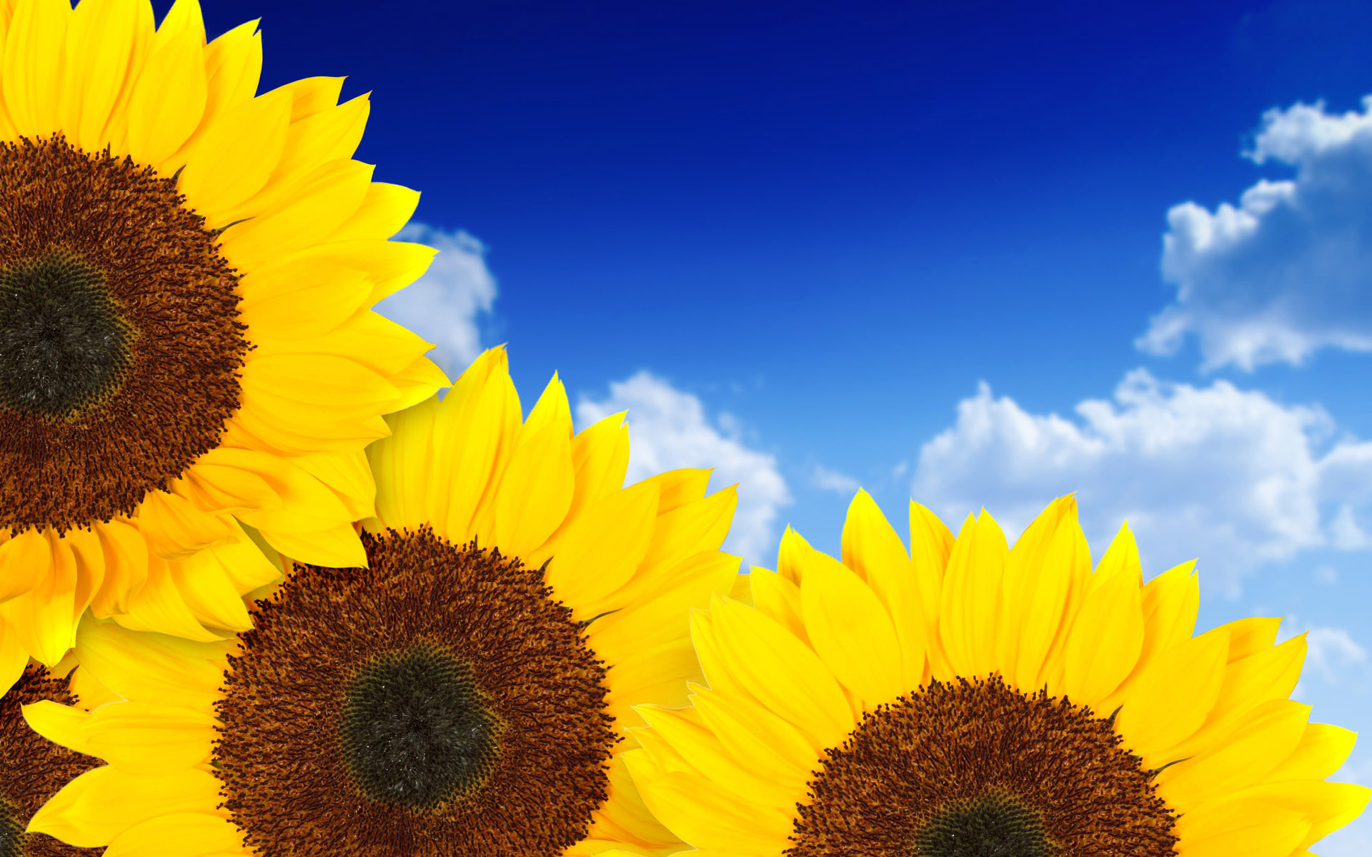 Wallpaper Of Sunflowers In The Blue Sky World