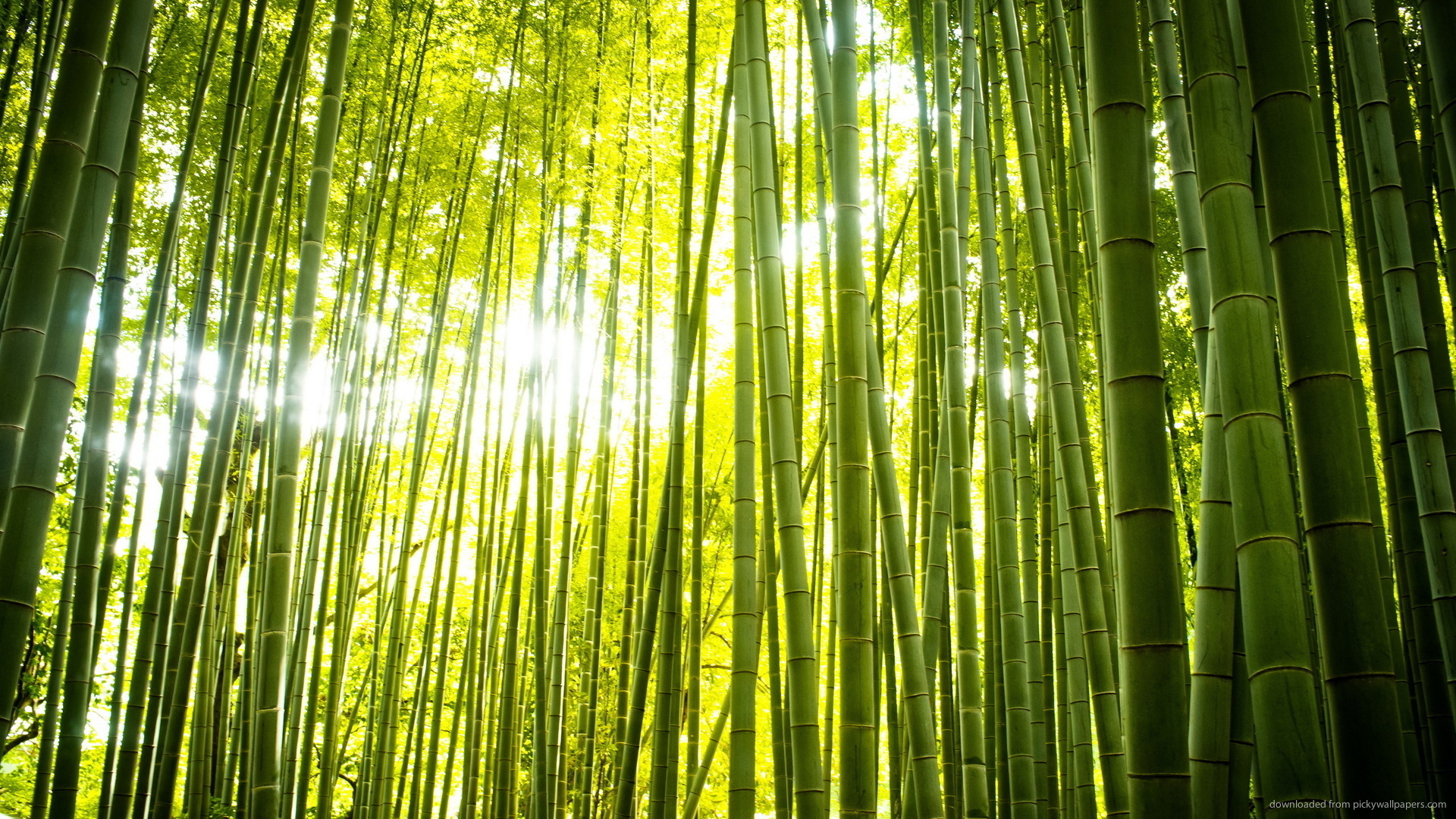 Wonderful Green Forest Bamboo Wallpaper Picture For iPhone Blackberry