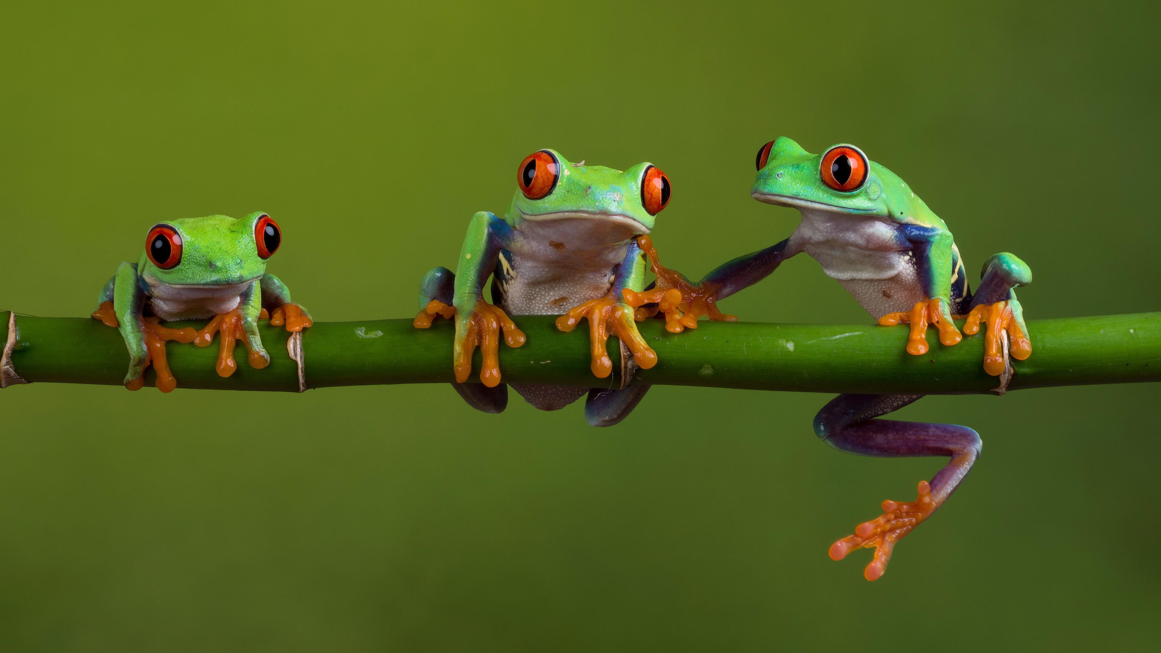 4K Red Eyed Tree Frog Wallpapers Background Images