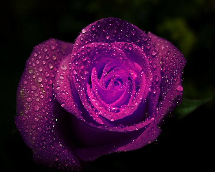 water drops roses purple flowers 1280x1024 wallpaper Nature Rose
