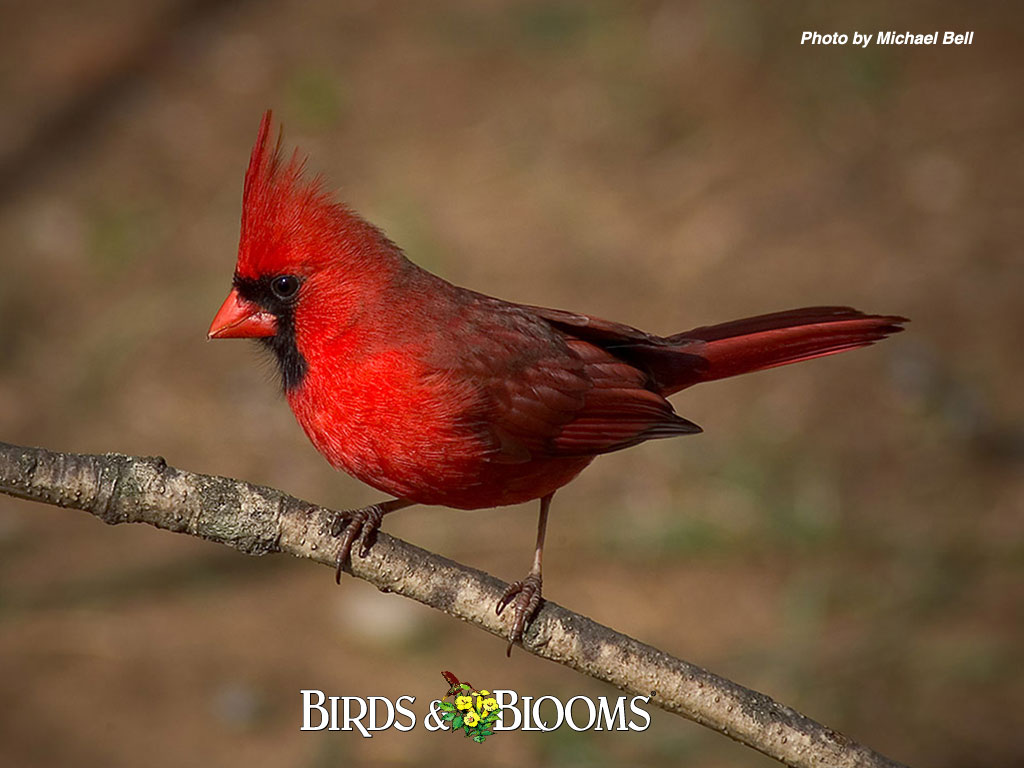  cardinalscardinal birdflying cardinalsweet cardinalsred cardinal 1024x768