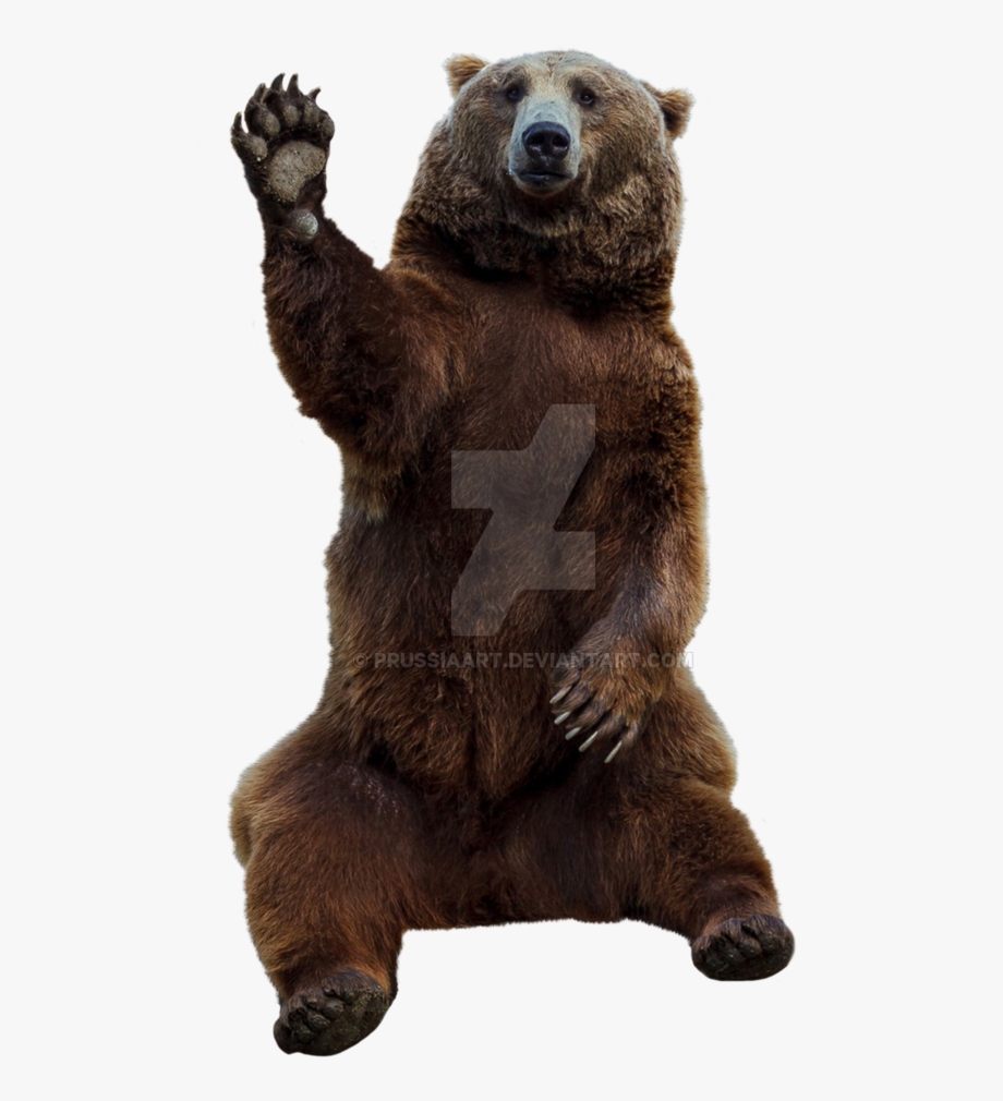 Transparent Grizzly Bear Png Brown Background