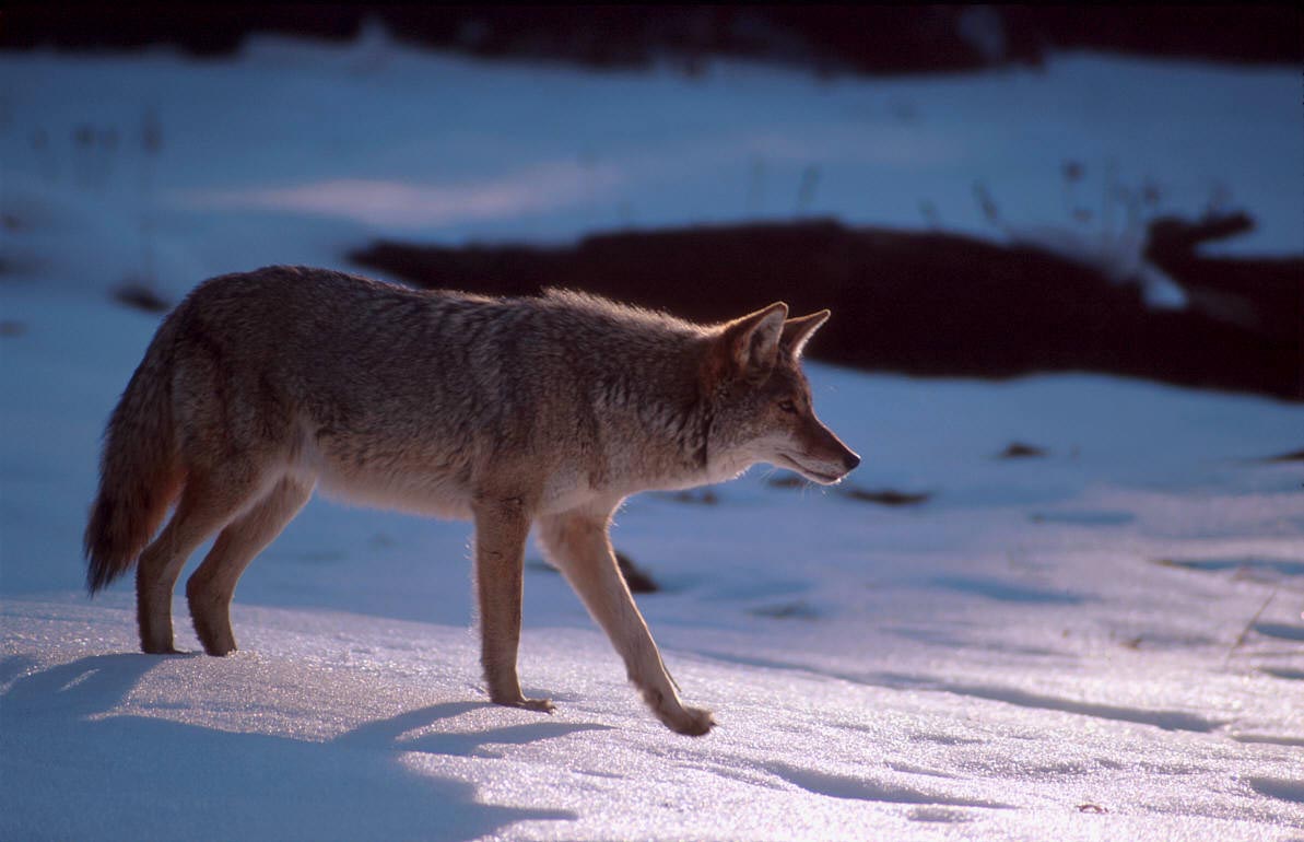 Coyote On Snow Wallpaper And Background X Deskpicture