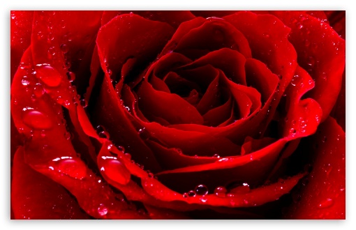 Red Love Rose HD Wallpaper For Standard Fullscreen Uxga Xga