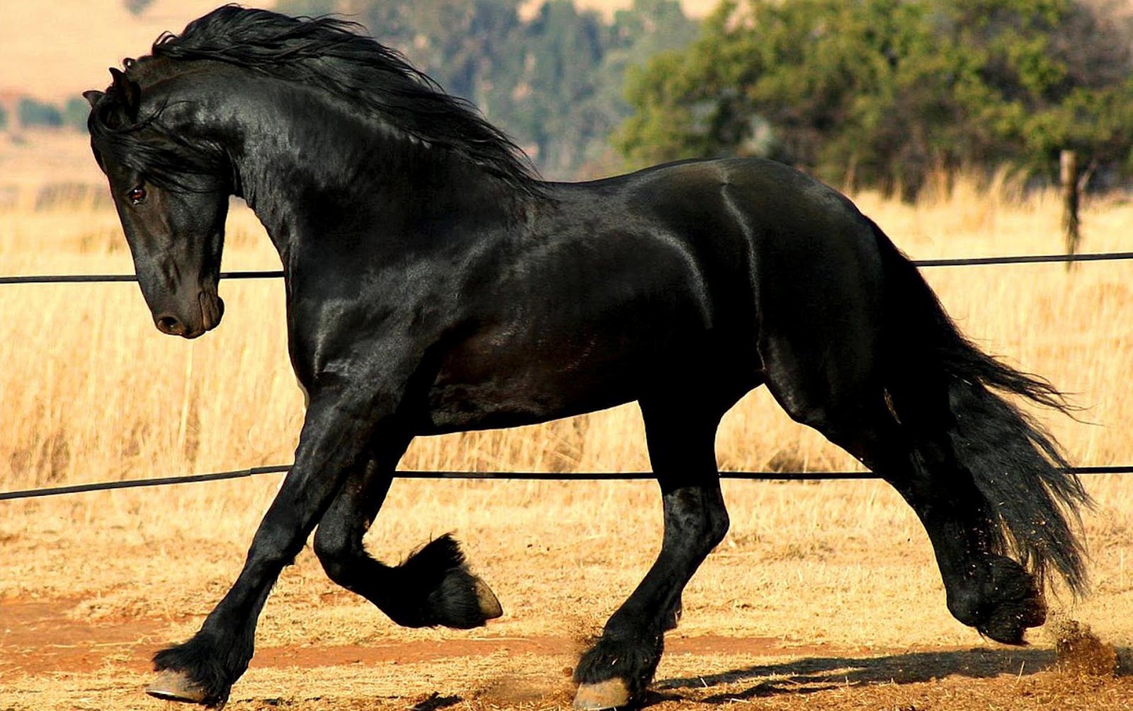Achtergrond Met Een Mooi Groot Zwart Paard HD Paarden Wallpaper