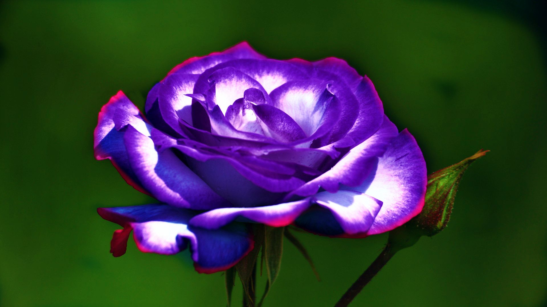 A vibrant close-up of a purple rose, showcasing its rich hues and delicate petals against a deep green backdrop