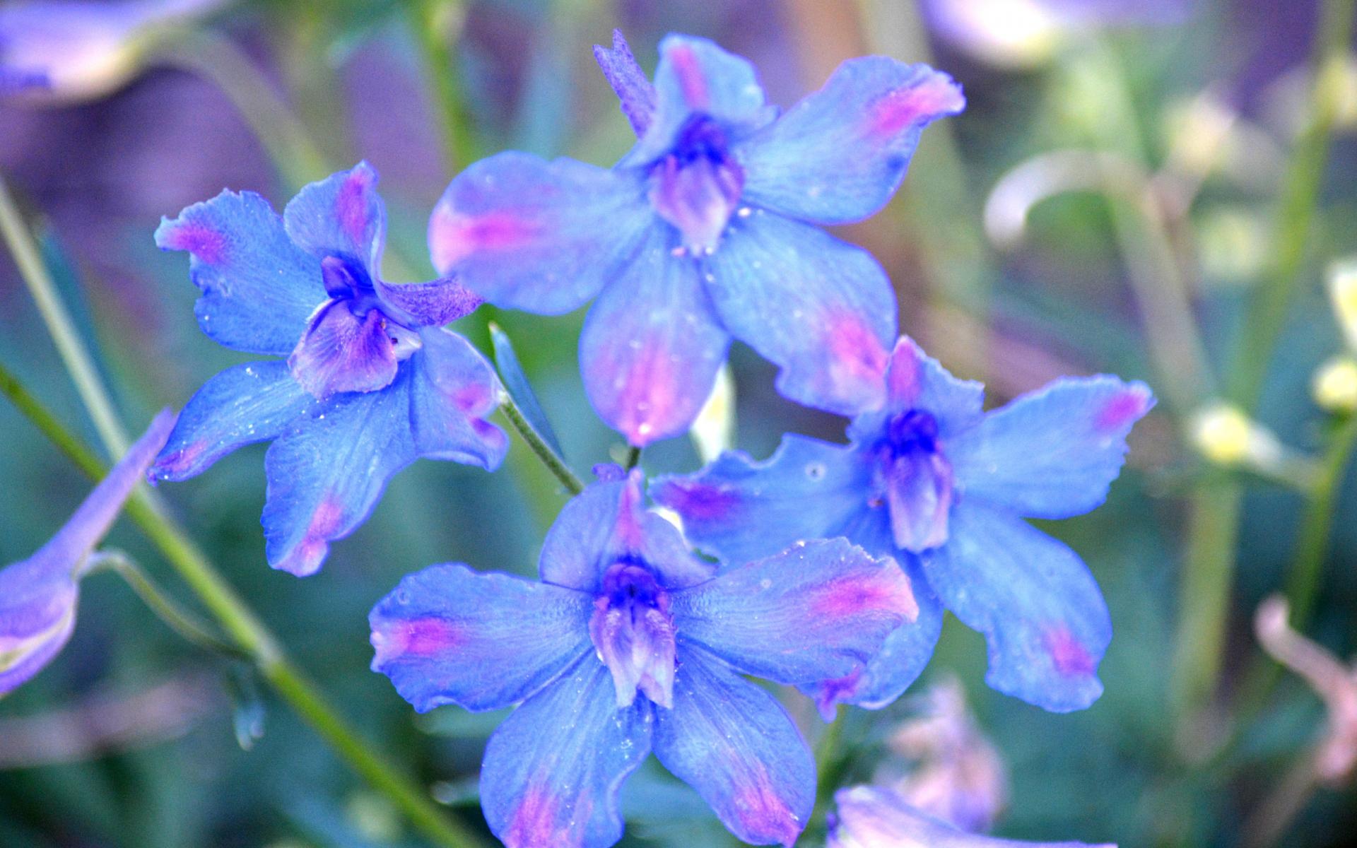 Blue And Pink Flowers High Quality Resolution