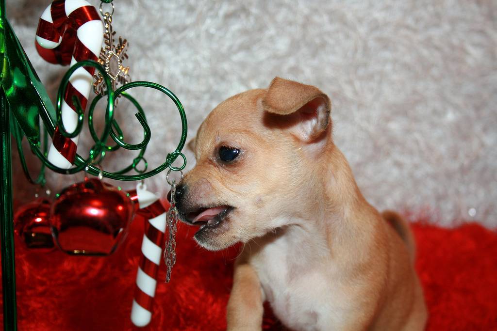 Chihuahua Puppy Playing With Christmas Toys Watch Big Pictures