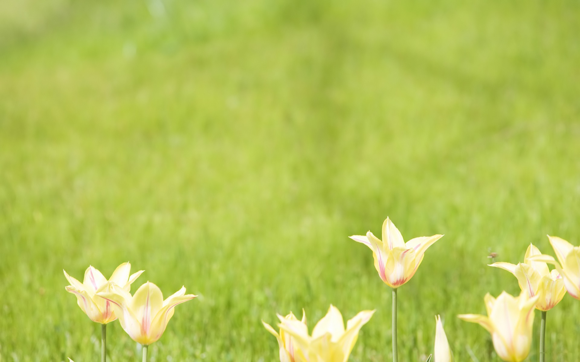 Tulips In A Meadow Desktop Wallpaper