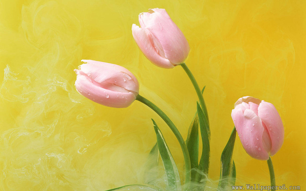 Tulip Flower Wallpaper Windows Xp