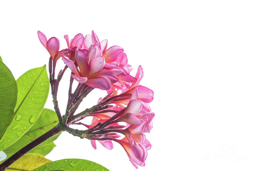 Free download Pink Plumeria in white background 1 Photograph by Kayenn