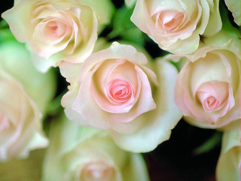 Rose Flowers Wallpaper Flower HD Image Pictures