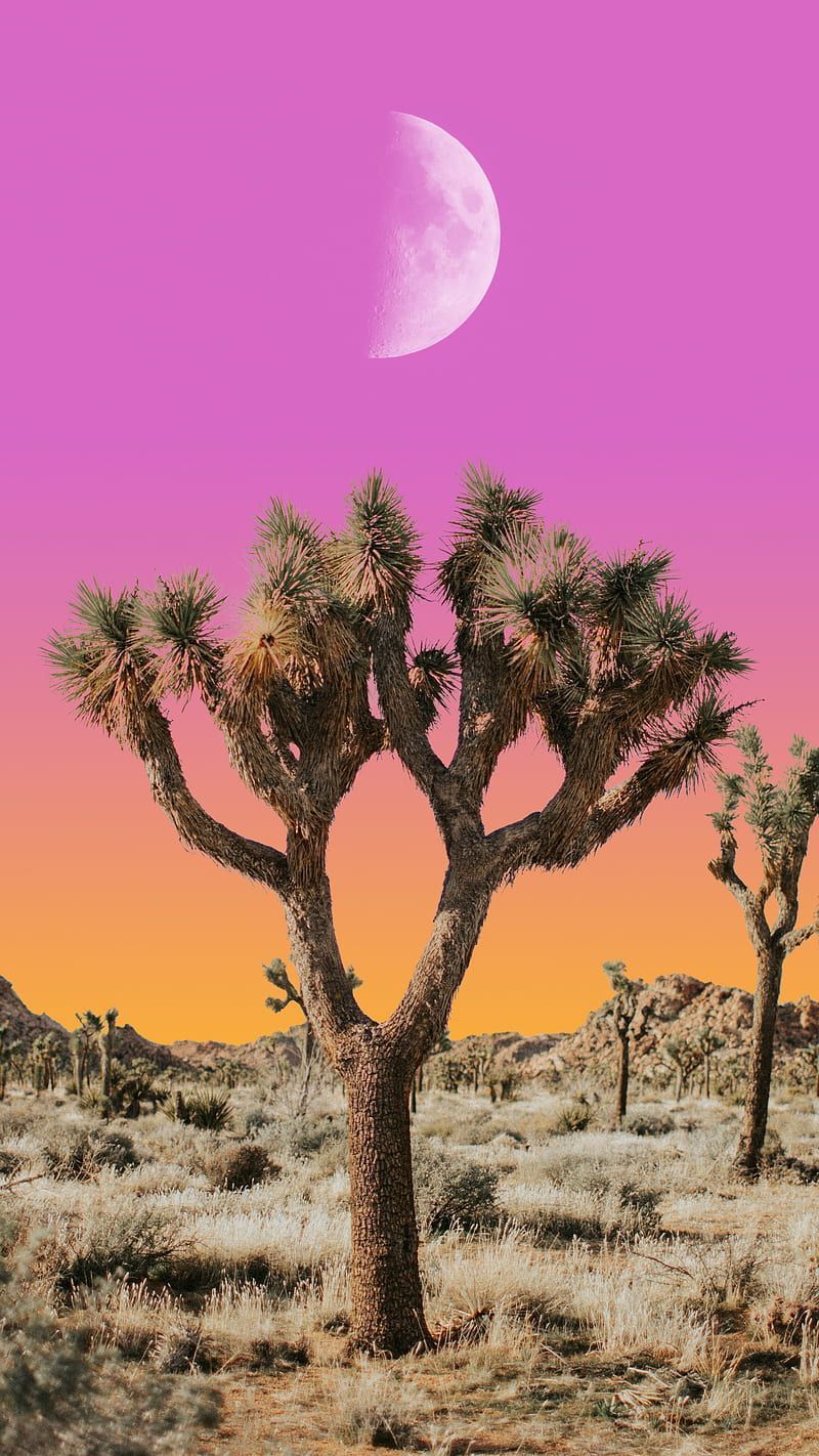 Desert Aesthetic Wallpaper
