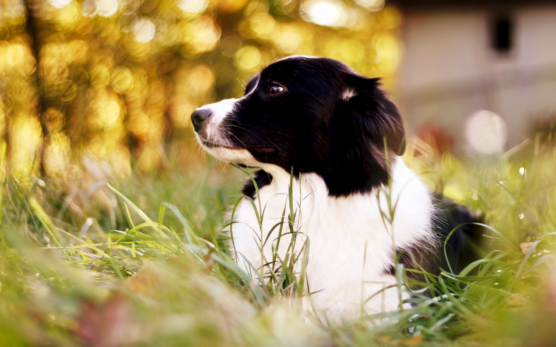 Cute Border Collie Pursed Her Ears Wallpaper And Image