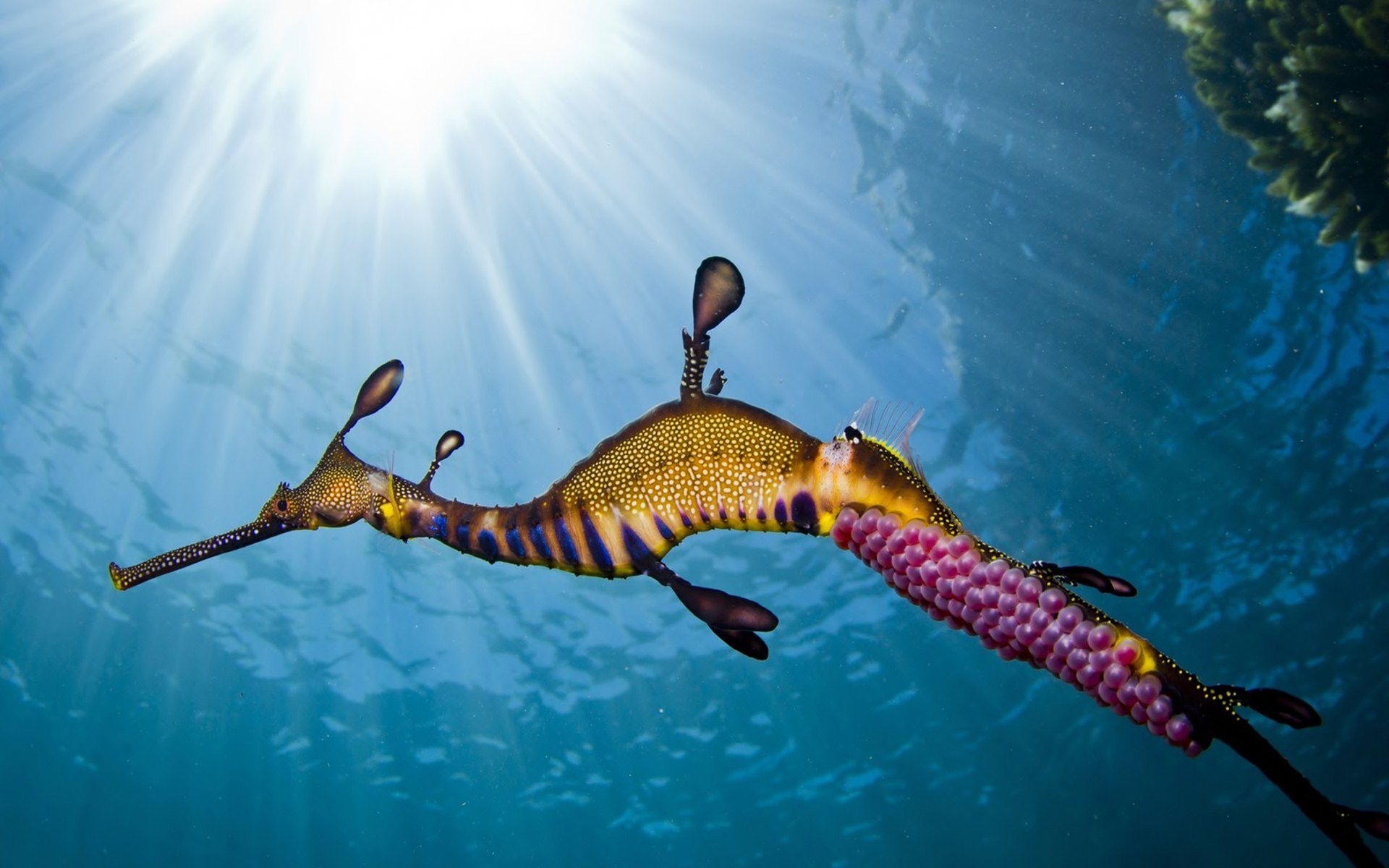 Seahorse Caviar Underwater Ocean Sea Wallpaper