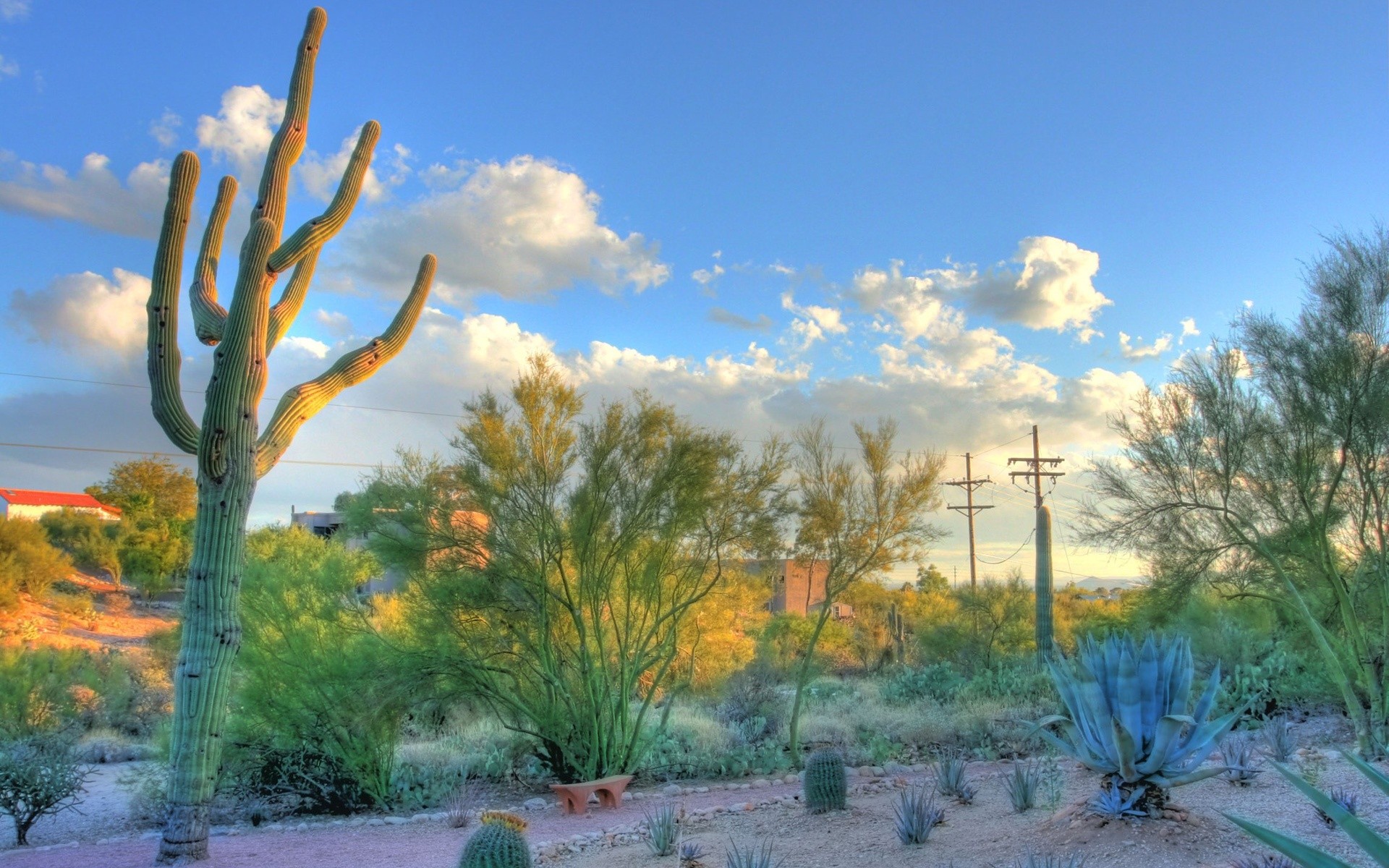 Desert Arizona Wallpaper Cactus Tucson