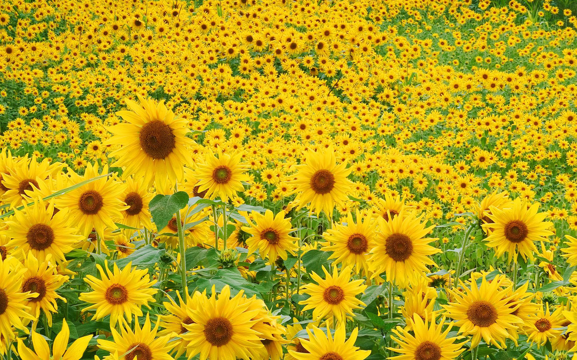 Sunflower Field Wallpaper
