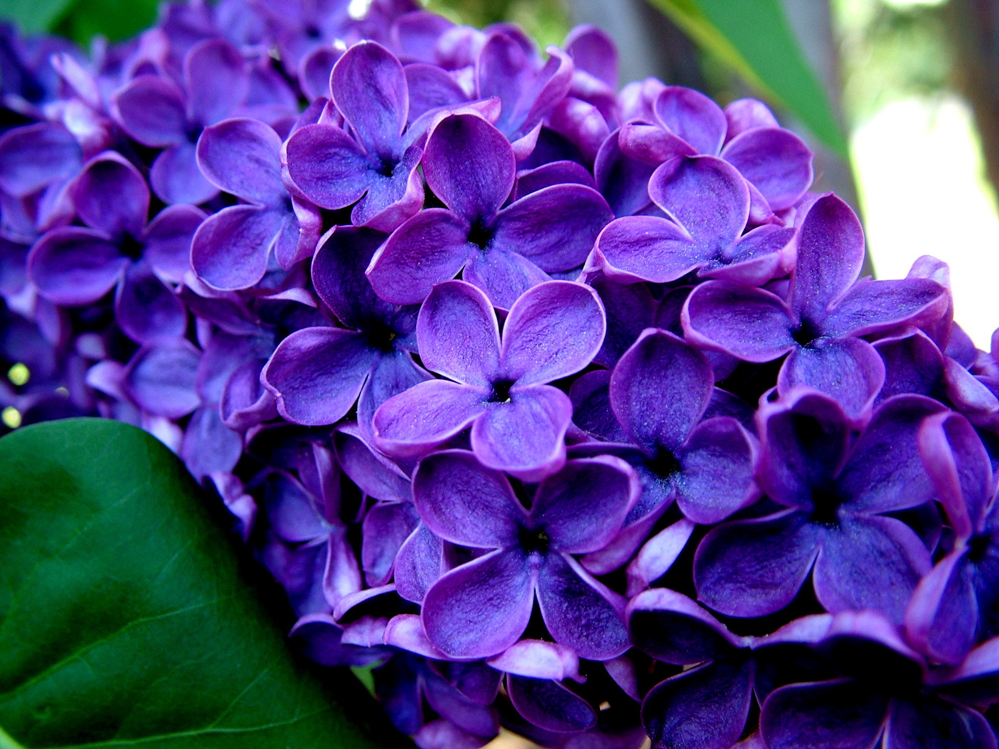 Beautiful Purple Flowers Pictures Images and Wallpapers Flower