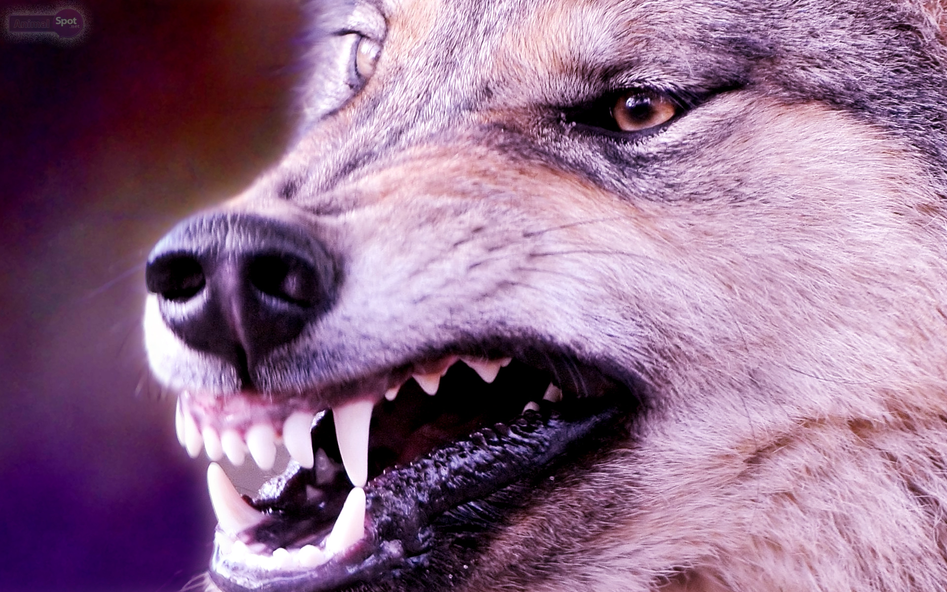 angry wolf wallpaper desktop