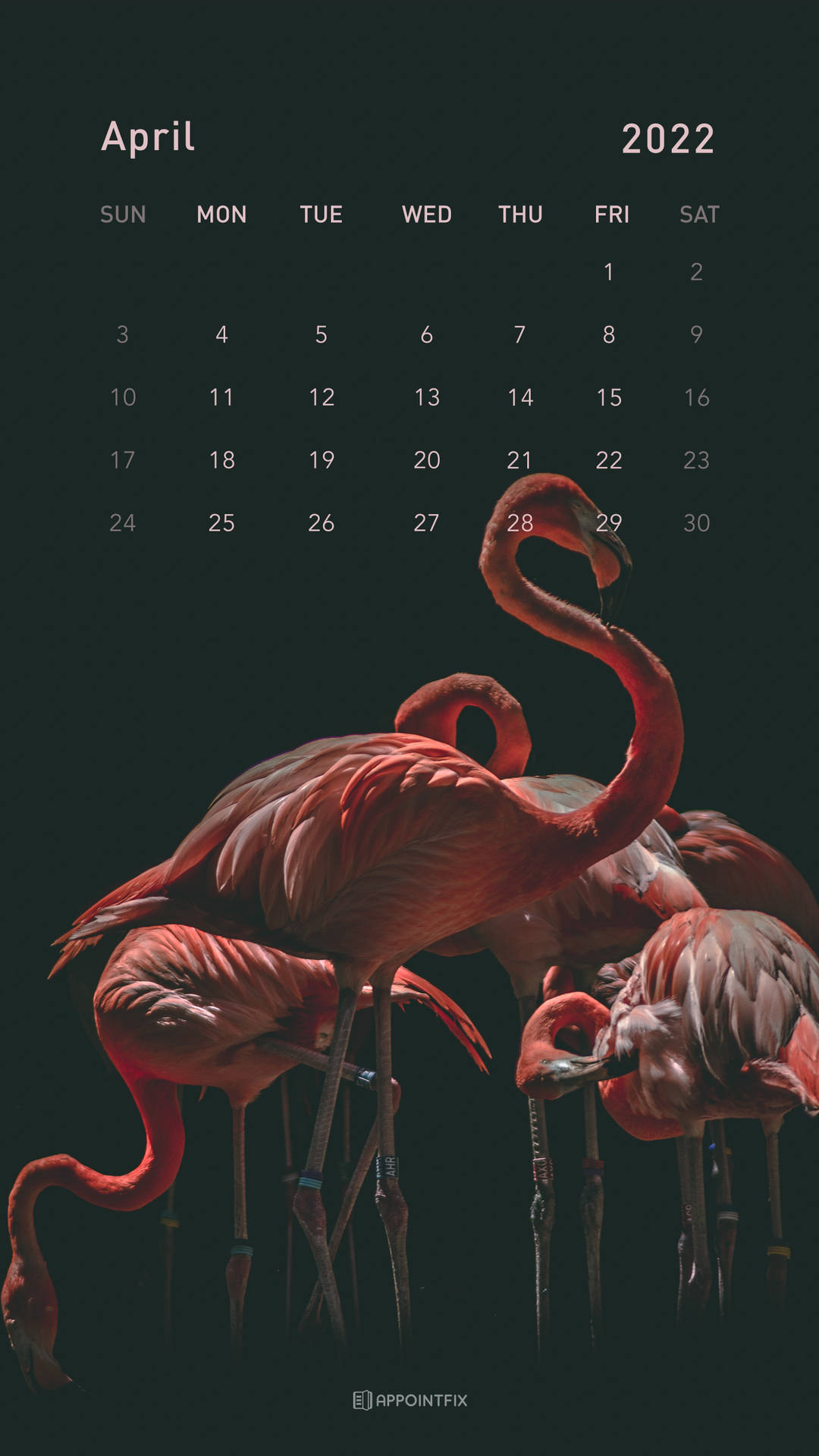 Pink Flamingo April Calendar Wallpaper