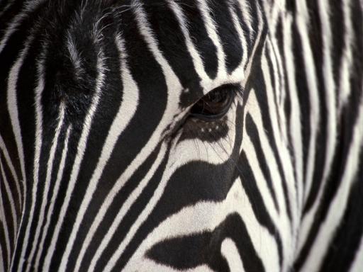 Zebra Background Print