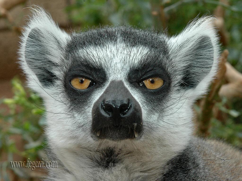 Lemur Wallpaper Image And Animals Pictures
