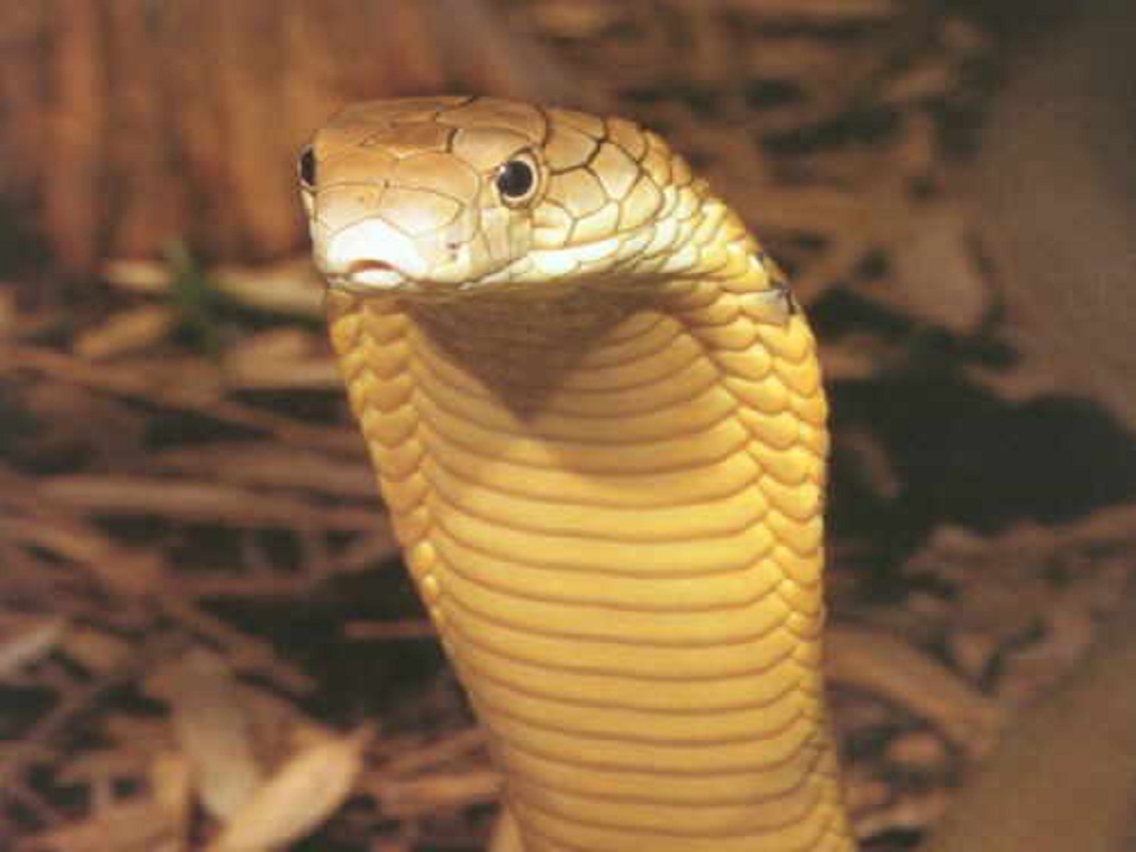 King Cobra Snake Wallpaper Pictures