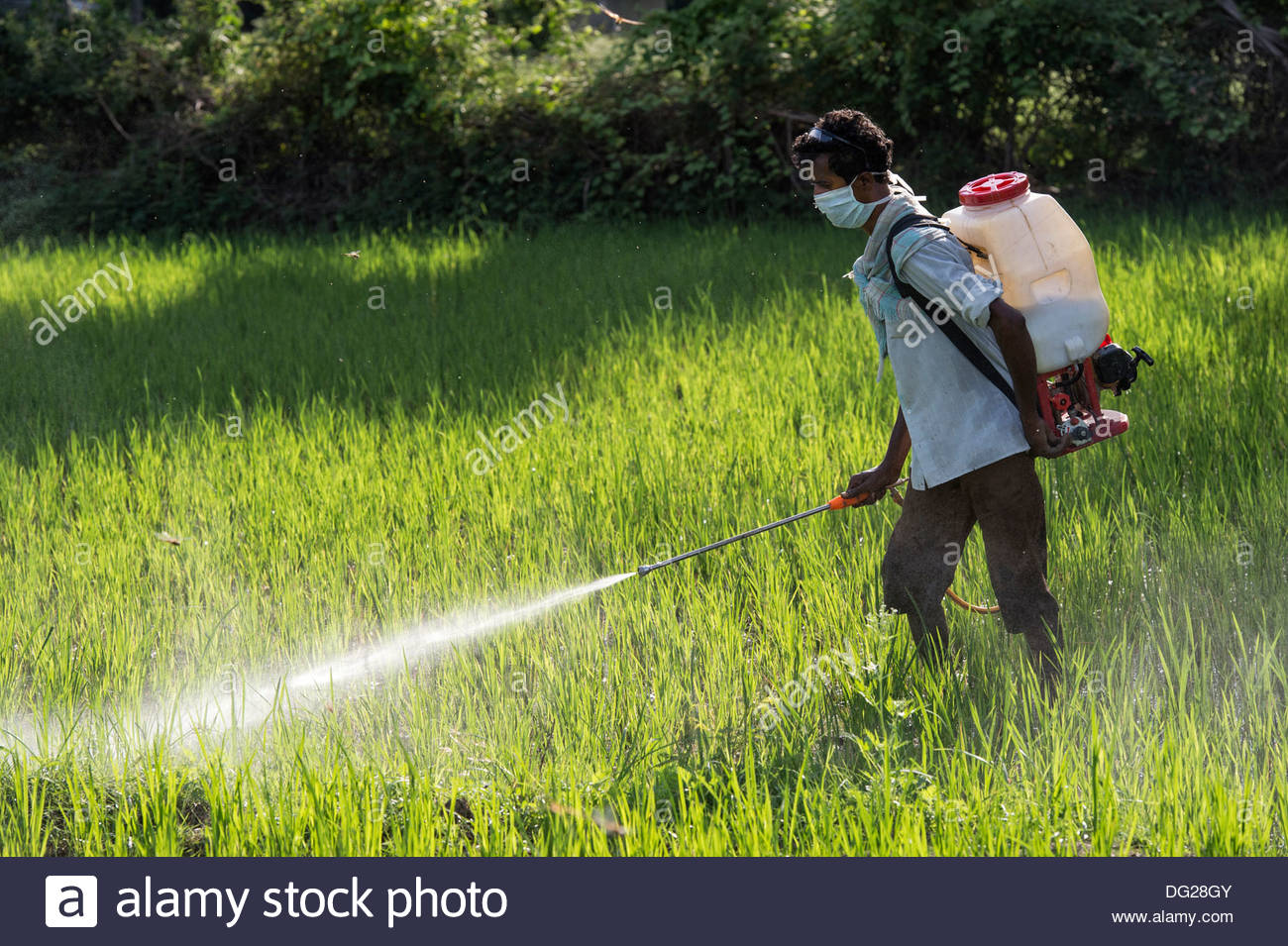 Best People Are Spraying Insecticides On Trees Wallpaper Image
