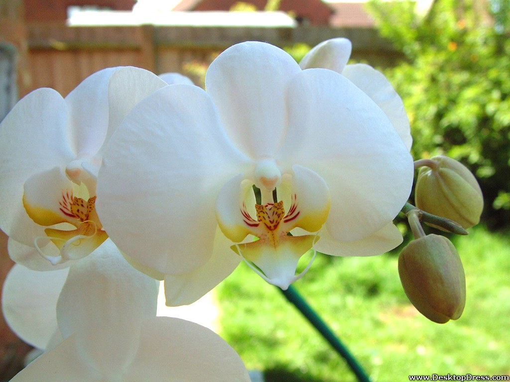 Wallpaper Flowers Gardens Background White Orchids