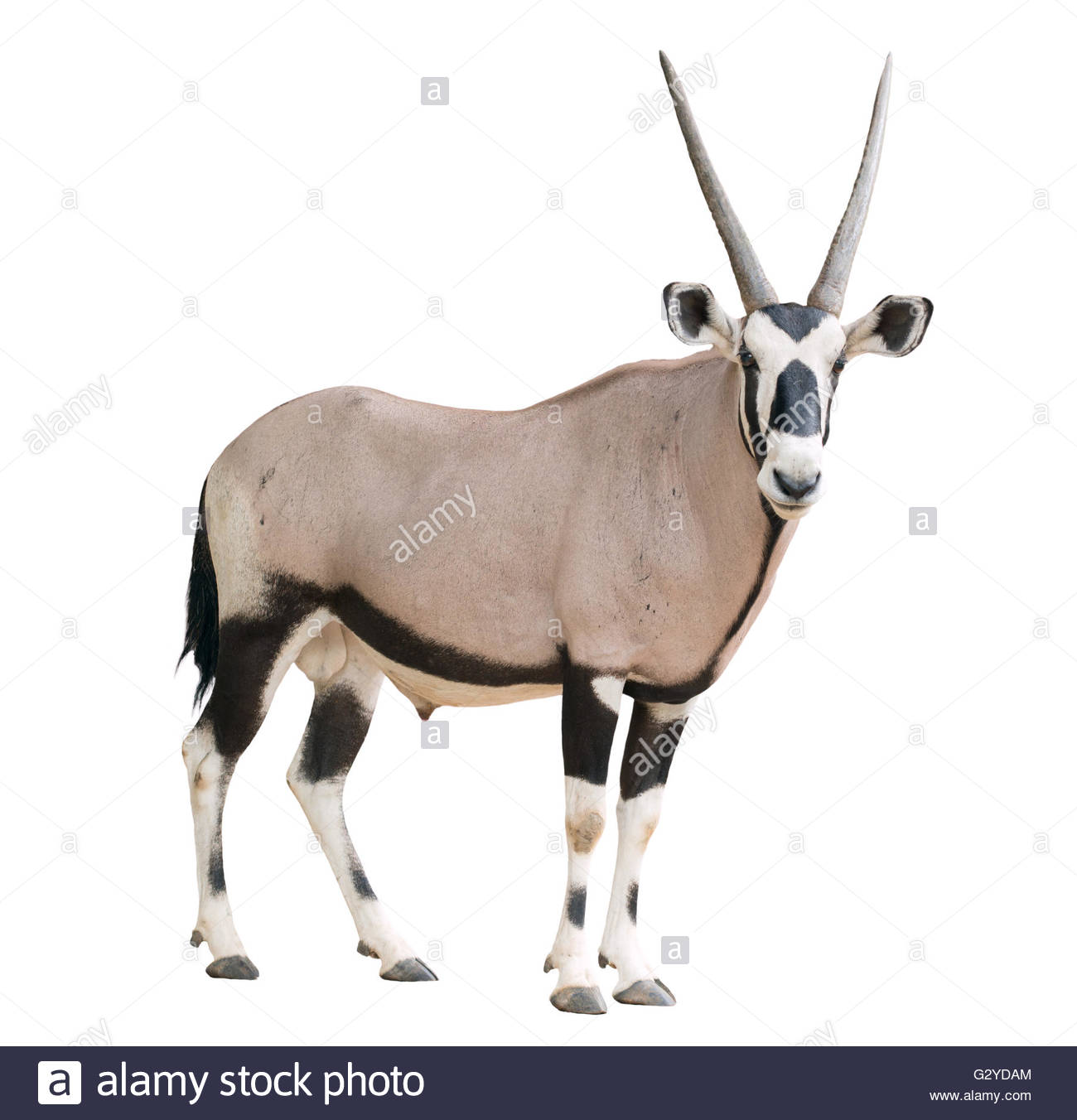 54 Oryx Backgrounds Wallpapersafari