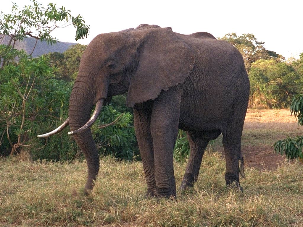 HD Animal Wallpaper Elephants