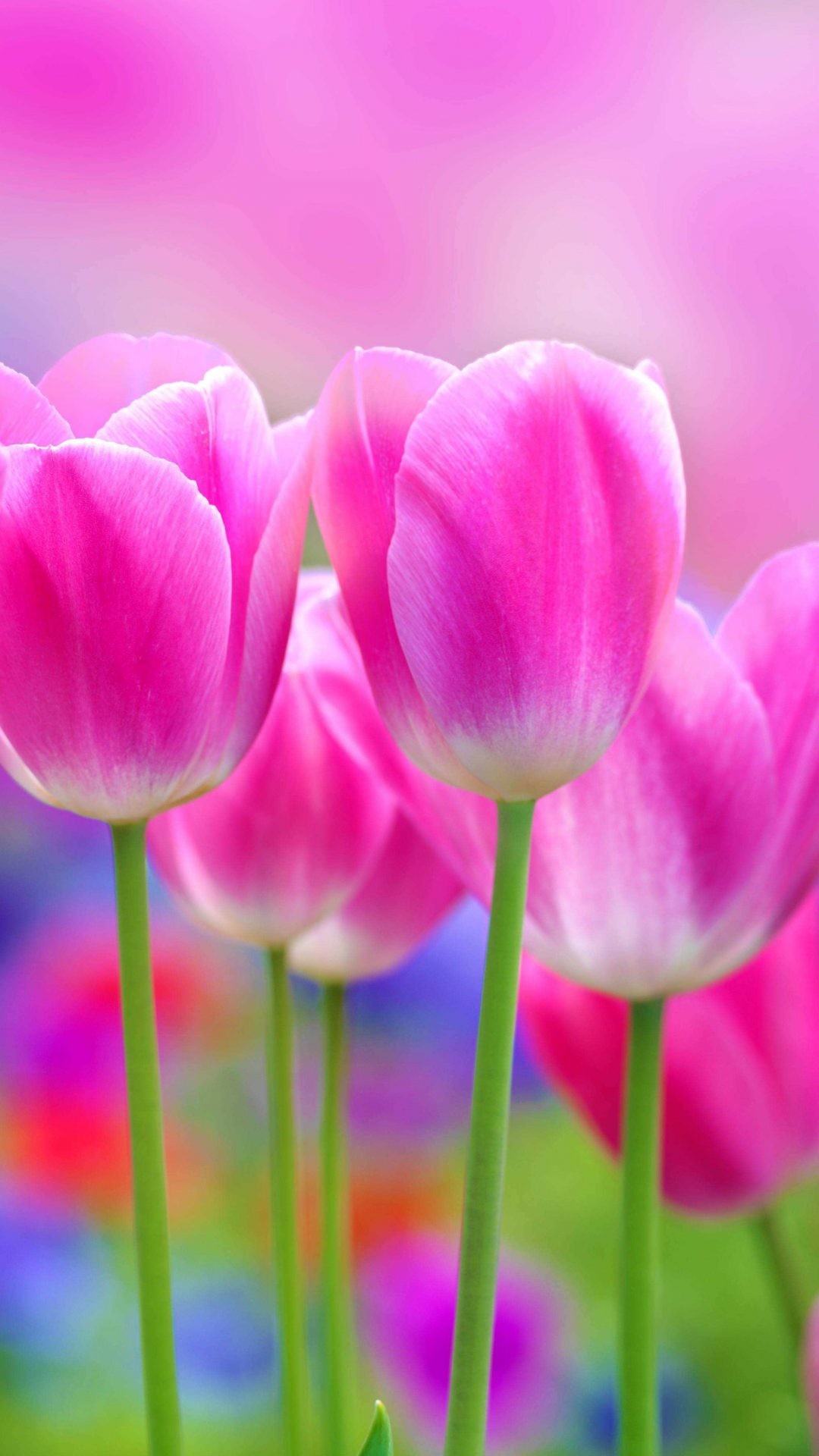Full HD Flowers Wallpaper