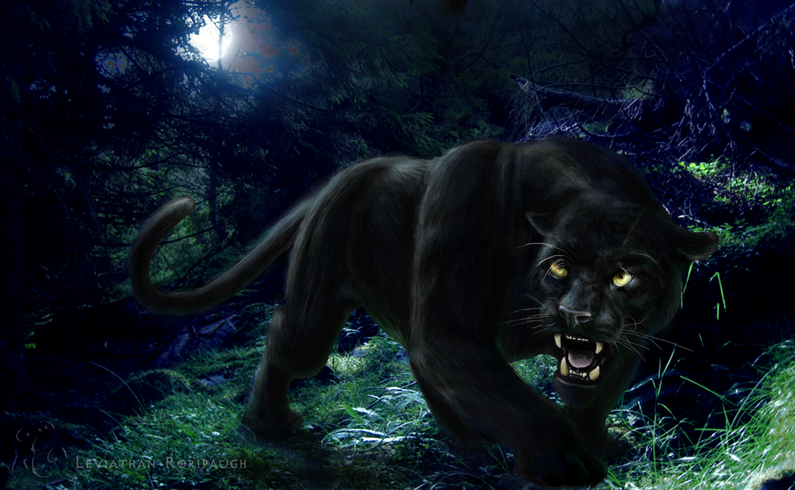 Black Panther HD Wallpaper Wild Animal