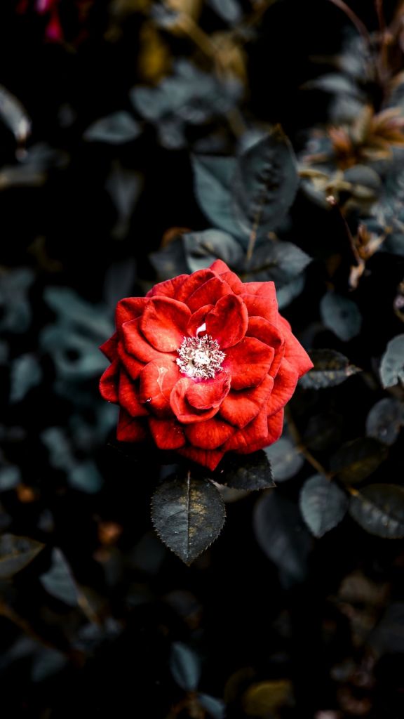 Beautiful Red Roses Flowers iPhone Wallpaper