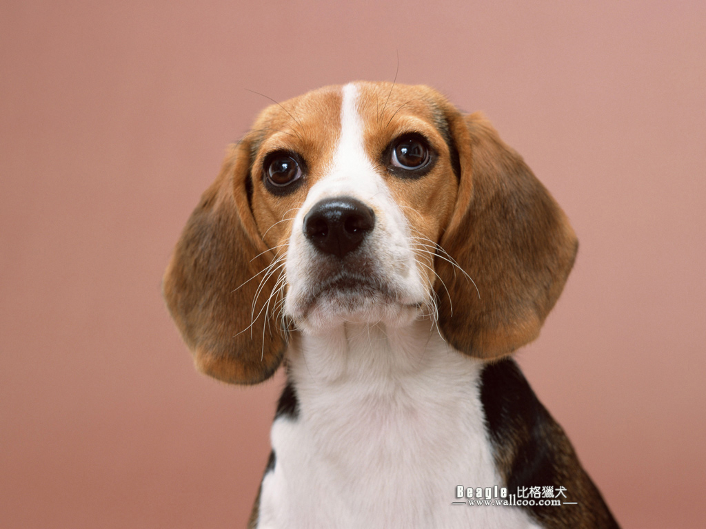 Beagle Dog Photos Wallpaper No Desktop