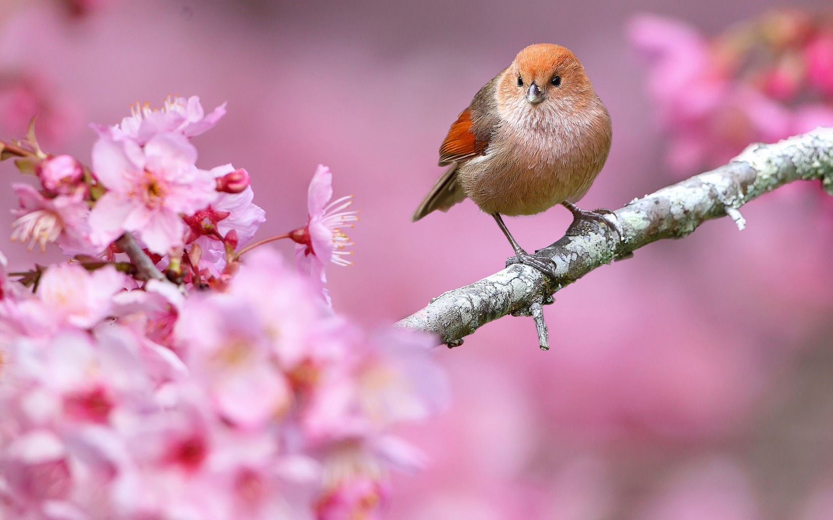 Bird And Spring Flower Wallpaper By Ladygaga Revelwallpaper