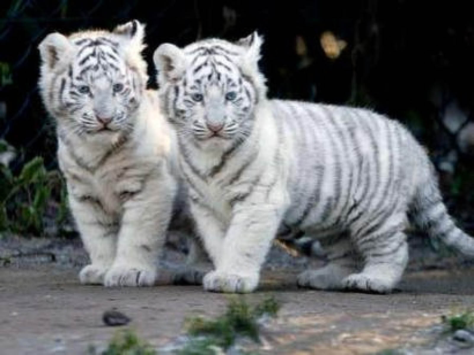 Baby White Tigers Wallpapers Wallpapers