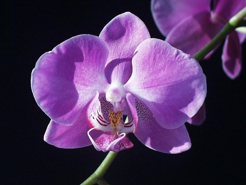 Purple Orchid Flowers Wallpaper Bloom