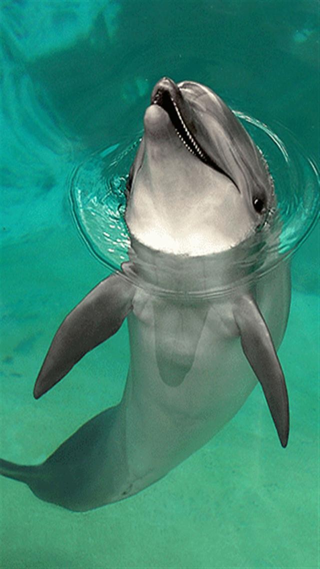 Happy Dolphin Animal iPhone Wallpaper S 3g