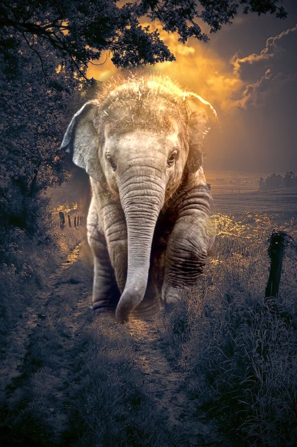 Elephant Avec Image Animaux Insolites B S